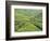 Tea Plantation, Cameron Highlands, Perak, Malaysia, Southeast Asia, Asia-Jochen Schlenker-Framed Photographic Print