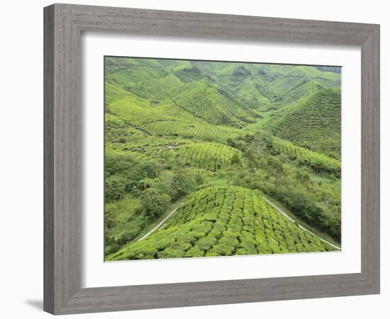 Tea Plantation, Cameron Highlands, Perak, Malaysia, Southeast Asia, Asia-Jochen Schlenker-Framed Photographic Print