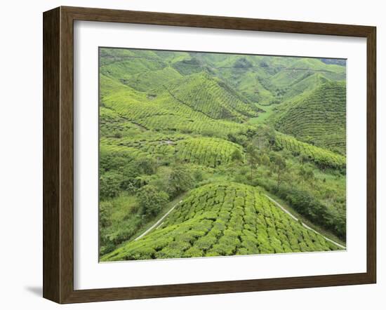 Tea Plantation, Cameron Highlands, Perak, Malaysia, Southeast Asia, Asia-Jochen Schlenker-Framed Photographic Print