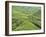 Tea Plantation, Cameron Highlands, Perak, Malaysia, Southeast Asia, Asia-Jochen Schlenker-Framed Photographic Print