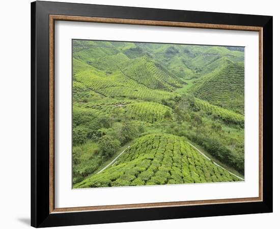 Tea Plantation, Cameron Highlands, Perak, Malaysia, Southeast Asia, Asia-Jochen Schlenker-Framed Photographic Print