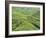 Tea Plantation, Cameron Highlands, Perak, Malaysia, Southeast Asia, Asia-Jochen Schlenker-Framed Photographic Print