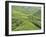 Tea Plantation, Cameron Highlands, Perak, Malaysia, Southeast Asia, Asia-Jochen Schlenker-Framed Photographic Print