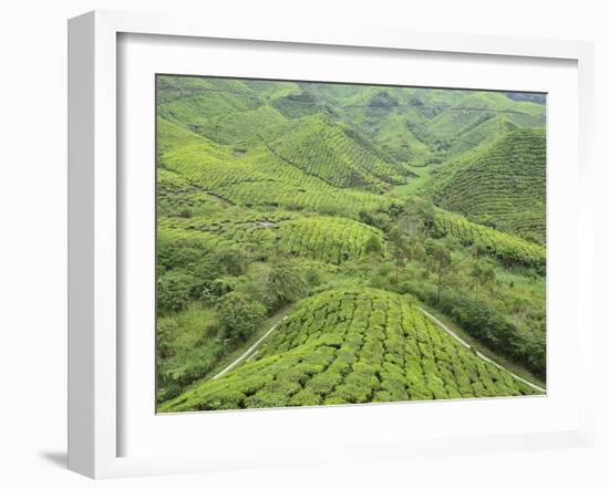 Tea Plantation, Cameron Highlands, Perak, Malaysia, Southeast Asia, Asia-Jochen Schlenker-Framed Photographic Print