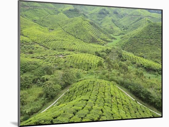 Tea Plantation, Cameron Highlands, Perak, Malaysia, Southeast Asia, Asia-Jochen Schlenker-Mounted Photographic Print