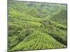 Tea Plantation, Cameron Highlands, Perak, Malaysia, Southeast Asia, Asia-Jochen Schlenker-Mounted Photographic Print