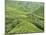 Tea Plantation, Cameron Highlands, Perak, Malaysia, Southeast Asia, Asia-Jochen Schlenker-Mounted Photographic Print