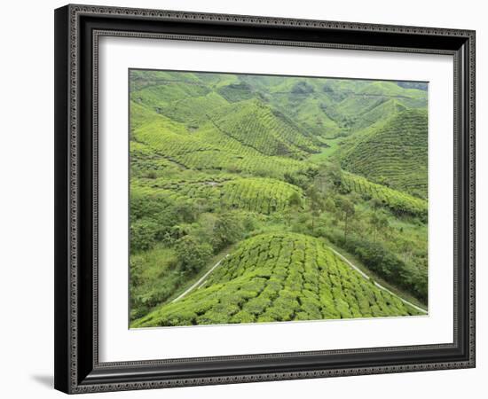 Tea Plantation, Cameron Highlands, Perak, Malaysia, Southeast Asia, Asia-Jochen Schlenker-Framed Photographic Print