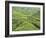 Tea Plantation, Cameron Highlands, Perak, Malaysia, Southeast Asia, Asia-Jochen Schlenker-Framed Photographic Print