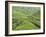 Tea Plantation, Cameron Highlands, Perak, Malaysia, Southeast Asia, Asia-Jochen Schlenker-Framed Photographic Print