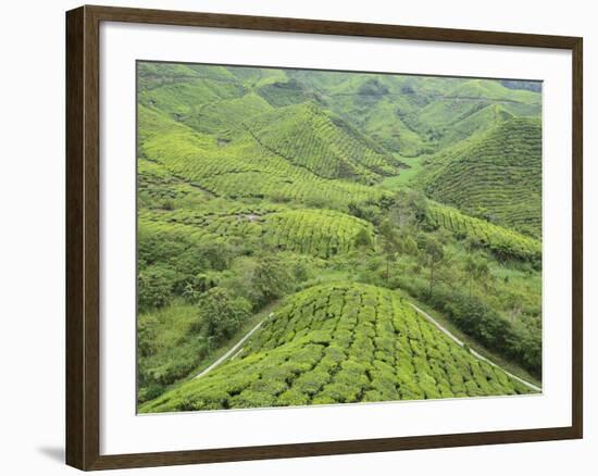 Tea Plantation, Cameron Highlands, Perak, Malaysia, Southeast Asia, Asia-Jochen Schlenker-Framed Photographic Print