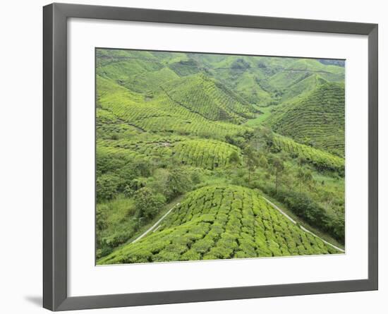 Tea Plantation, Cameron Highlands, Perak, Malaysia, Southeast Asia, Asia-Jochen Schlenker-Framed Photographic Print