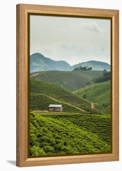 Tea Plantation in the Mountains of Southern Uganda, East Africa, Africa-Michael-Framed Premier Image Canvas