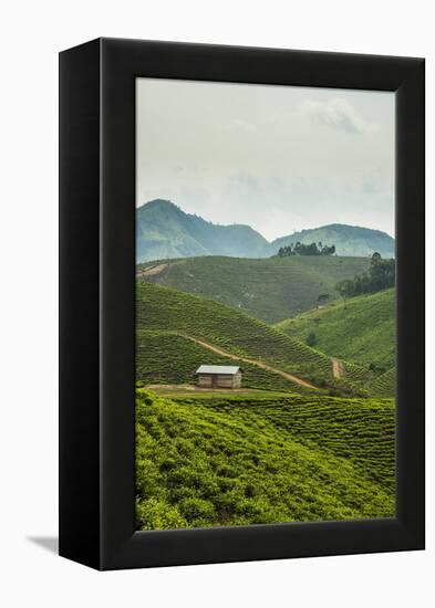 Tea Plantation in the Mountains of Southern Uganda, East Africa, Africa-Michael-Framed Premier Image Canvas