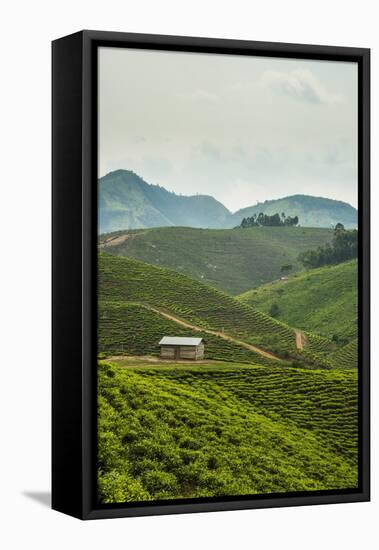 Tea Plantation in the Mountains of Southern Uganda, East Africa, Africa-Michael-Framed Premier Image Canvas
