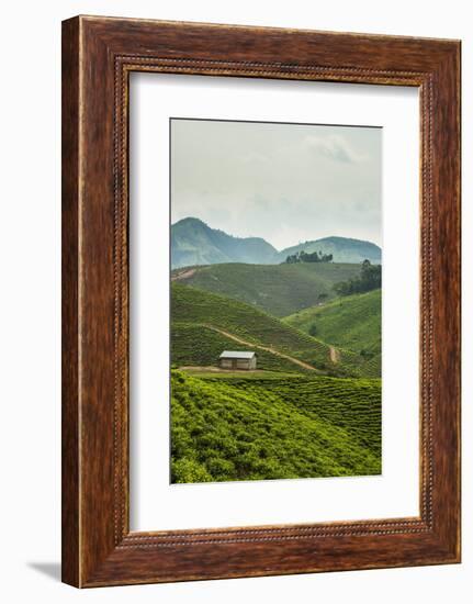 Tea Plantation in the Mountains of Southern Uganda, East Africa, Africa-Michael-Framed Photographic Print