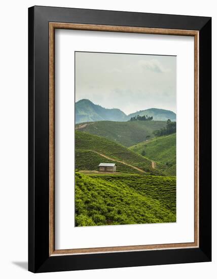 Tea Plantation in the Mountains of Southern Uganda, East Africa, Africa-Michael-Framed Photographic Print