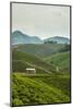 Tea Plantation in the Mountains of Southern Uganda, East Africa, Africa-Michael-Mounted Photographic Print