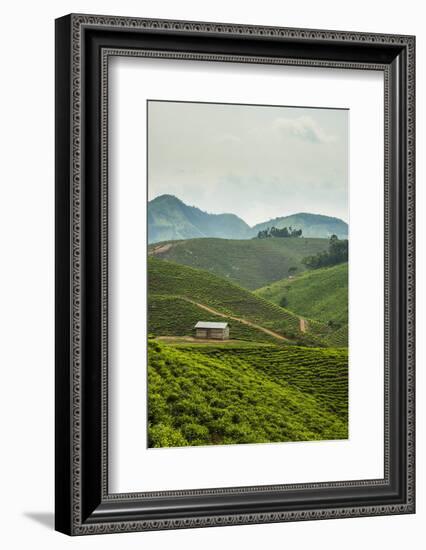 Tea Plantation in the Mountains of Southern Uganda, East Africa, Africa-Michael-Framed Photographic Print