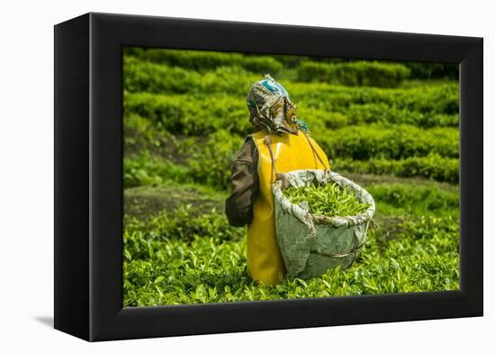 Tea Plantation in the Virunga Mountains, Rwanda, Africa-Michael-Framed Premier Image Canvas