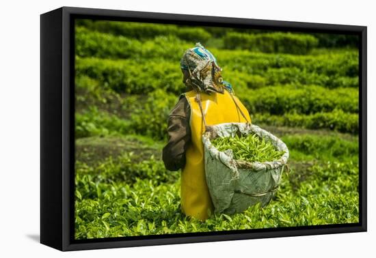 Tea Plantation in the Virunga Mountains, Rwanda, Africa-Michael-Framed Premier Image Canvas