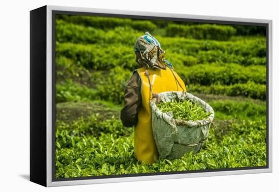 Tea Plantation in the Virunga Mountains, Rwanda, Africa-Michael-Framed Premier Image Canvas