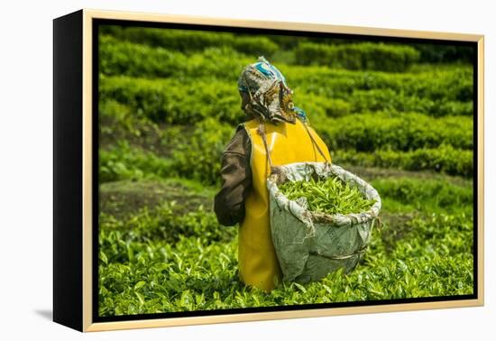 Tea Plantation in the Virunga Mountains, Rwanda, Africa-Michael-Framed Premier Image Canvas