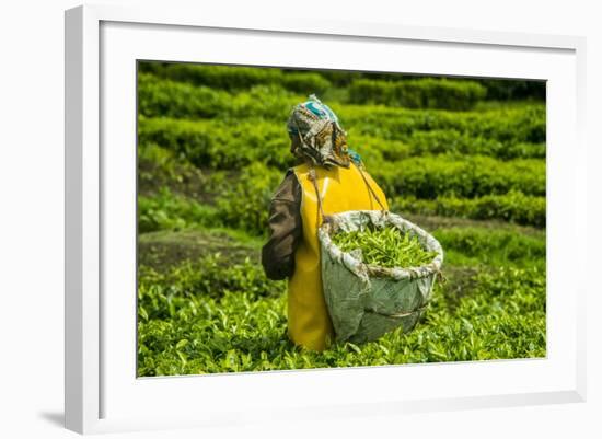 Tea Plantation in the Virunga Mountains, Rwanda, Africa-Michael-Framed Photographic Print