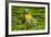 Tea Plantation in the Virunga Mountains, Rwanda, Africa-Michael-Framed Photographic Print