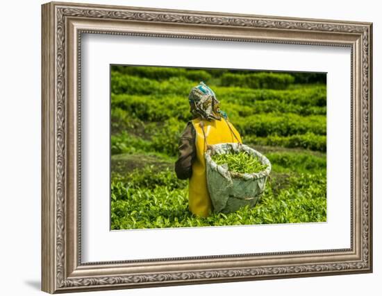 Tea Plantation in the Virunga Mountains, Rwanda, Africa-Michael-Framed Photographic Print