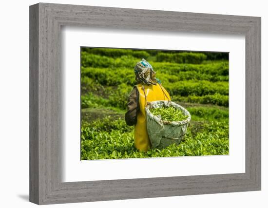 Tea Plantation in the Virunga Mountains, Rwanda, Africa-Michael-Framed Photographic Print