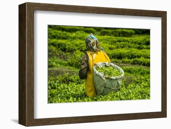 Tea Plantation in the Virunga Mountains, Rwanda, Africa-Michael-Framed Photographic Print