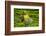 Tea Plantation in the Virunga Mountains, Rwanda, Africa-Michael-Framed Photographic Print