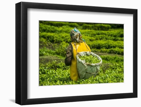 Tea Plantation in the Virunga Mountains, Rwanda, Africa-Michael-Framed Photographic Print