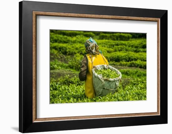 Tea Plantation in the Virunga Mountains, Rwanda, Africa-Michael-Framed Photographic Print