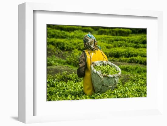 Tea Plantation in the Virunga Mountains, Rwanda, Africa-Michael-Framed Photographic Print