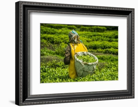 Tea Plantation in the Virunga Mountains, Rwanda, Africa-Michael-Framed Photographic Print