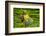 Tea Plantation in the Virunga Mountains, Rwanda, Africa-Michael-Framed Photographic Print