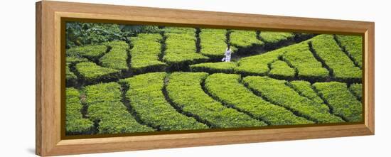 Tea Plantation, Kerala, India-Keren Su-Framed Premier Image Canvas