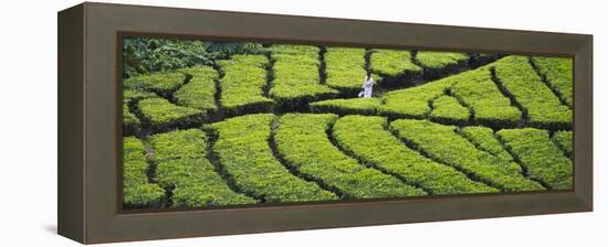 Tea Plantation, Kerala, India-Keren Su-Framed Premier Image Canvas