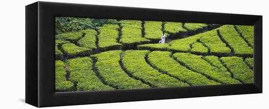 Tea Plantation, Kerala, India-Keren Su-Framed Premier Image Canvas