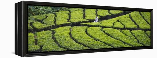 Tea Plantation, Kerala, India-Keren Su-Framed Premier Image Canvas