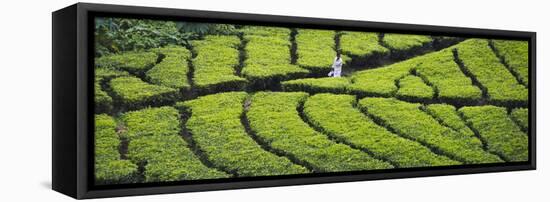 Tea Plantation, Kerala, India-Keren Su-Framed Premier Image Canvas