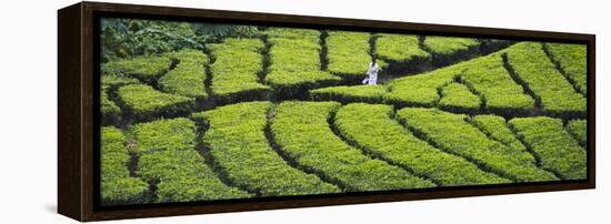 Tea Plantation, Kerala, India-Keren Su-Framed Premier Image Canvas