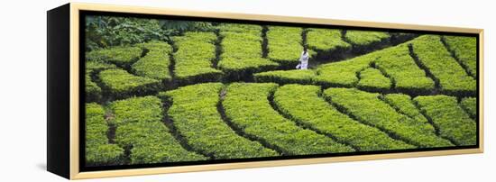 Tea Plantation, Kerala, India-Keren Su-Framed Premier Image Canvas