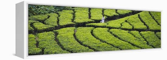 Tea Plantation, Kerala, India-Keren Su-Framed Premier Image Canvas