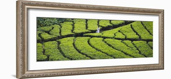 Tea Plantation, Kerala, India-Keren Su-Framed Photographic Print