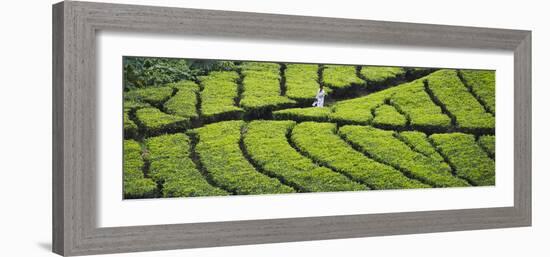 Tea Plantation, Kerala, India-Keren Su-Framed Photographic Print
