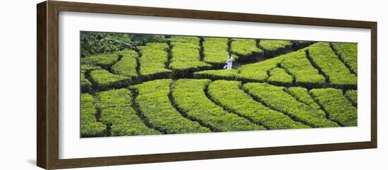 Tea Plantation, Kerala, India-Keren Su-Framed Photographic Print