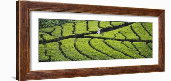 Tea Plantation, Kerala, India-Keren Su-Framed Photographic Print